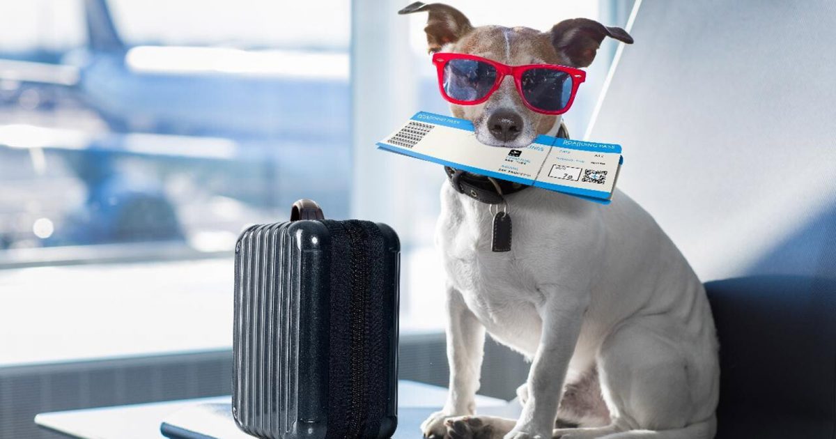 Un perro con lentes de sol, una pequeña maleta y un pasaporte. Listo para viajar.