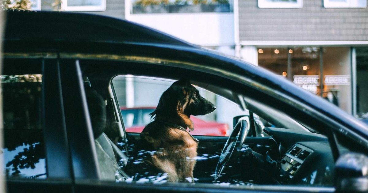 Perro sentado en el asiento del conductor mirando hacia el frente
