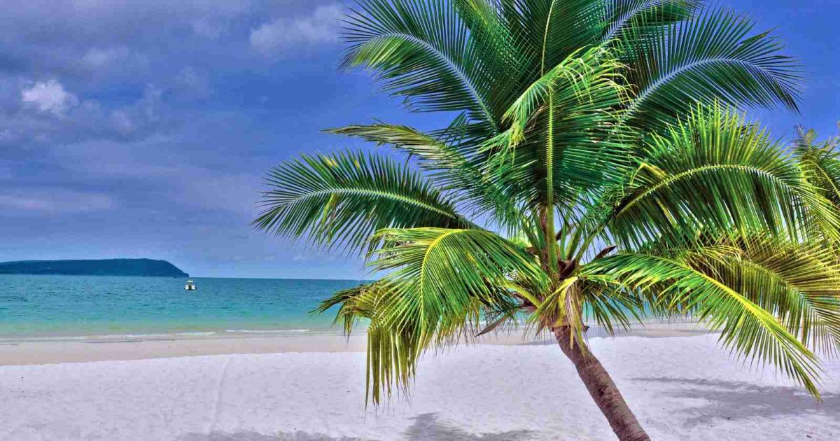 foto de una playa cristalina con palmera y arena blanca