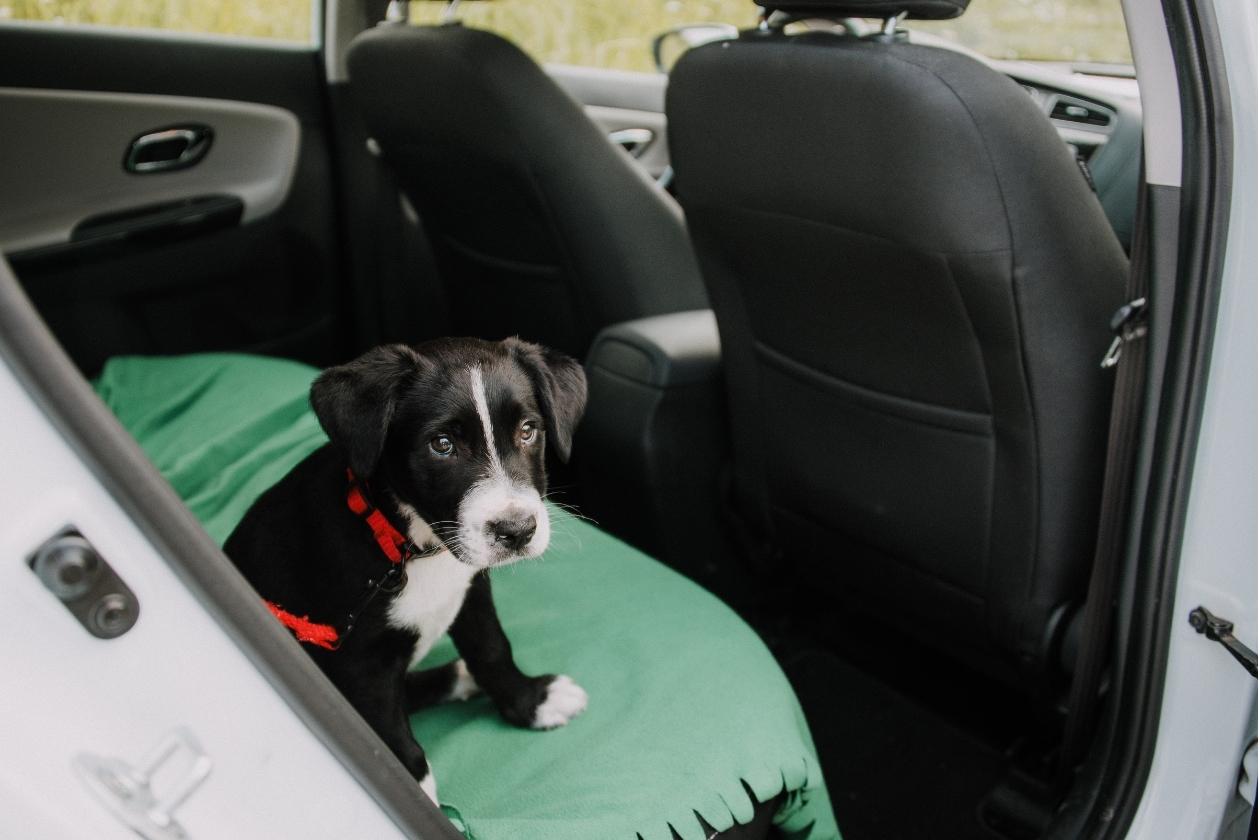 Recomendaciones Para Viajar Con Mascotas En Auto