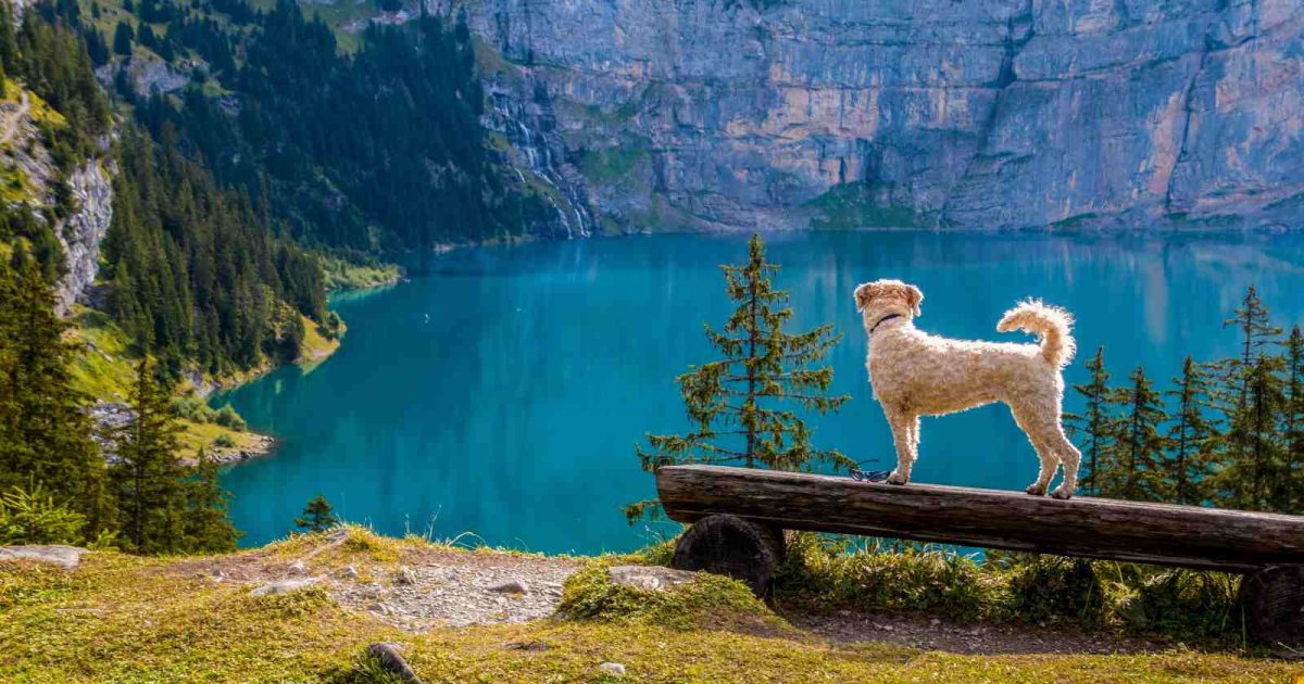 foto de un perro blanco sobre un tronco de madera mirando un lago en la naturaleza